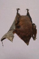 臺灣狐蝠藏品圖，第6張